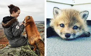Ayla The Fox Was Rescued From A Fur Farm And Was Given A Second Chance At Life