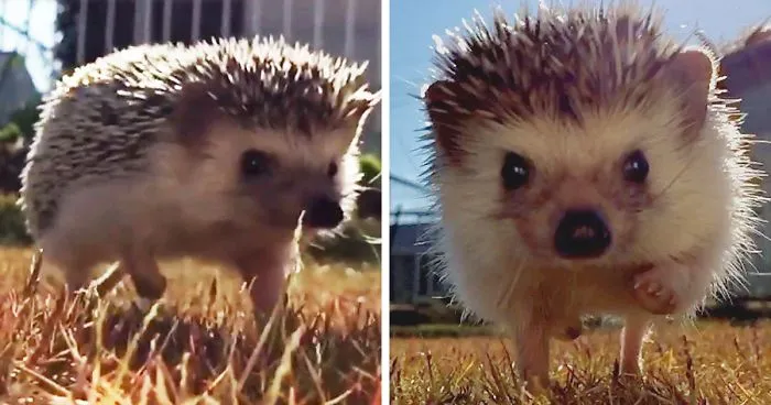 This Hedgehog Walking In Slo-Mo Looks Epic