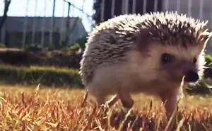 This Hedgehog Walking In Slo-Mo Looks Epic