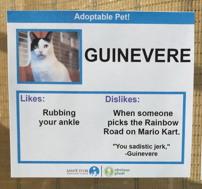I Gave These Cats Bizarre Likes And Dislikes To Help Get Them Adopted