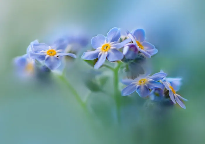 This Is Called A Daisy Flower Is Delicate And Beautiful