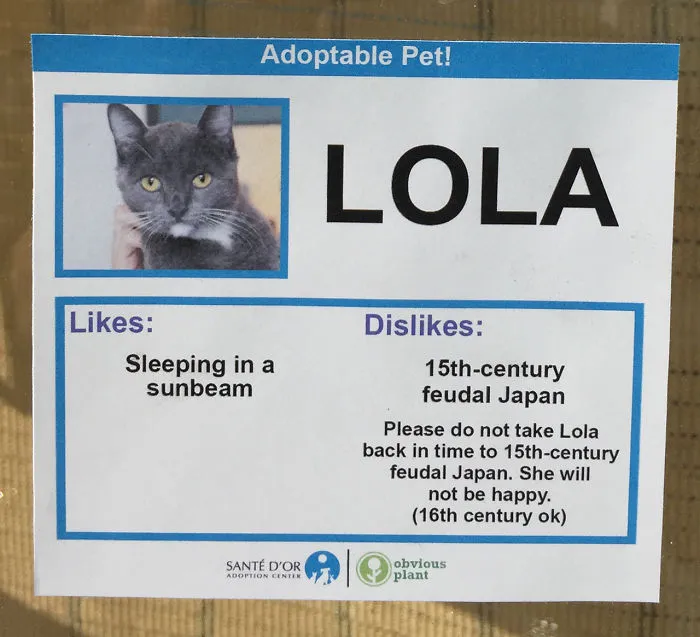 I Gave These Cats Bizarre Likes And Dislikes To Help Get Them Adopted
