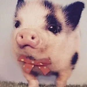piggy panda