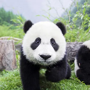 XPandaThe GamerX