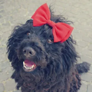 Floppy The Puli