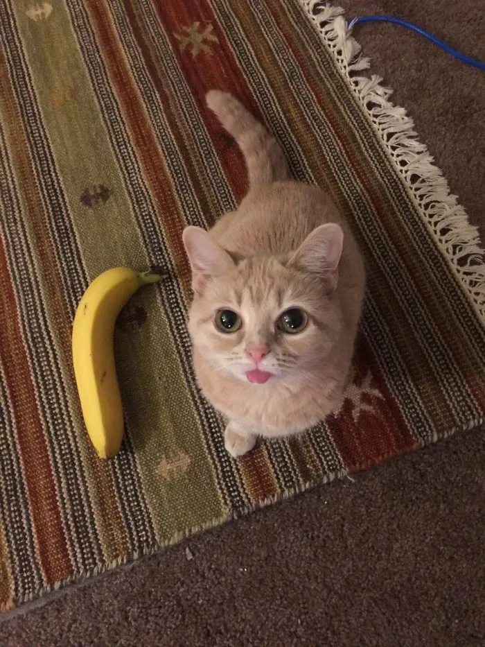 175 Of The Most Adorable Animal Mlems" Ever"