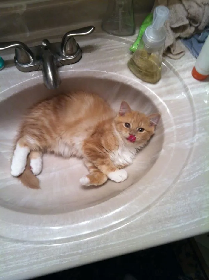 175 Of The Most Adorable Animal Mlems" Ever"