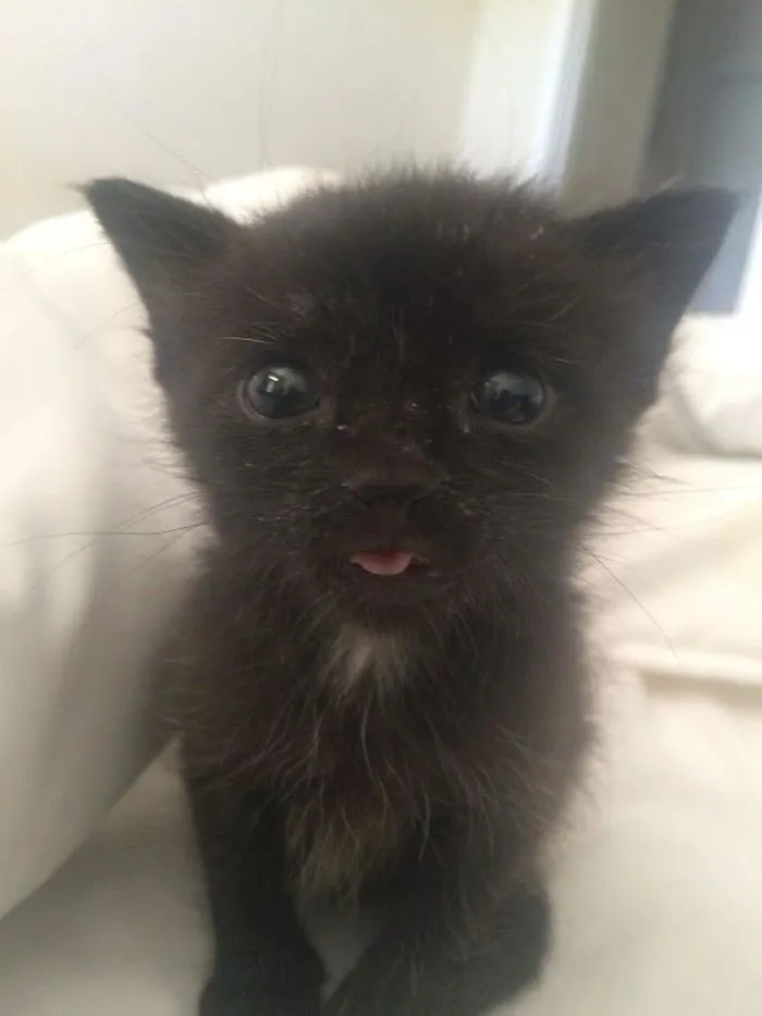 175 Of The Most Adorable Animal Mlems" Ever"