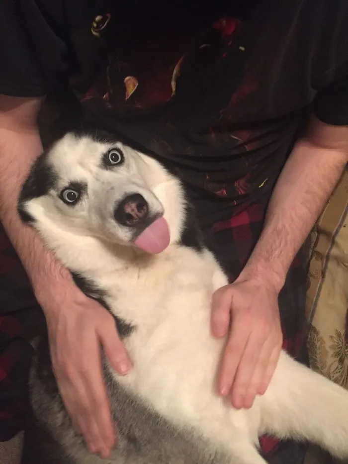 175 Of The Most Adorable Animal Mlems" Ever"