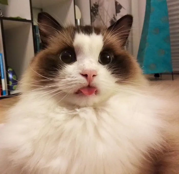175 Of The Most Adorable Animal Mlems" Ever"