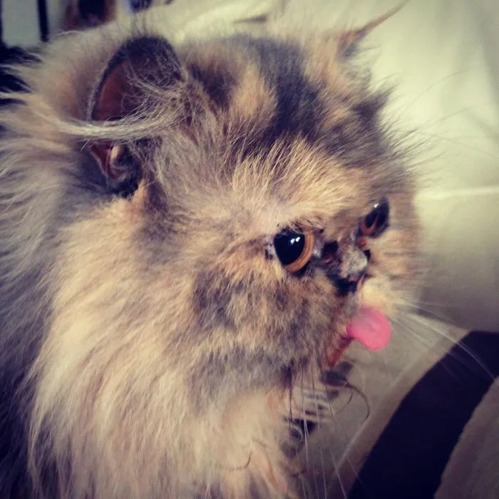 175 Of The Most Adorable Animal Mlems" Ever"