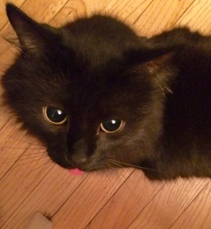 175 Of The Most Adorable Animal Mlems" Ever"