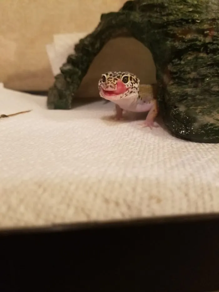 175 Of The Most Adorable Animal Mlems" Ever"
