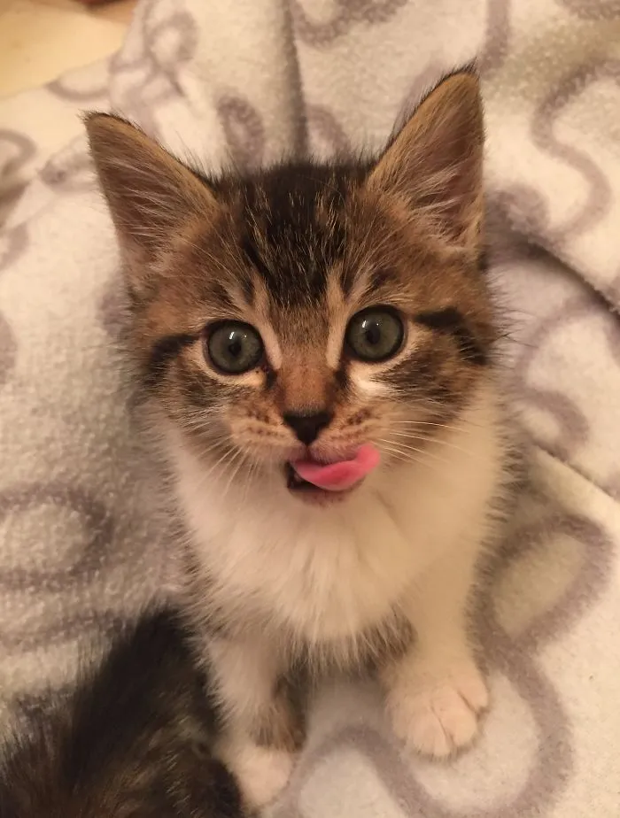 175 Of The Most Adorable Animal Mlems" Ever"