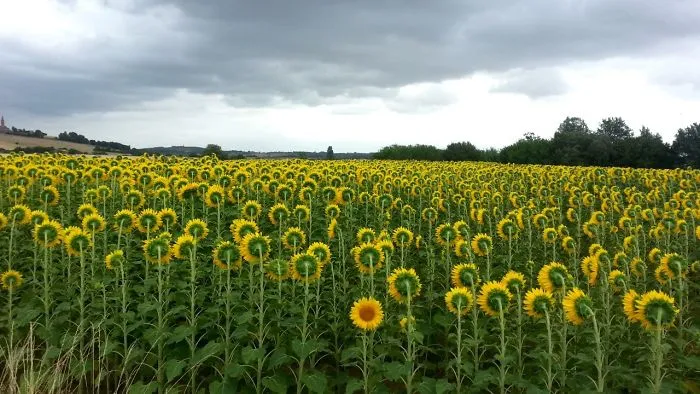 Este girasol no quiere mirar al Este