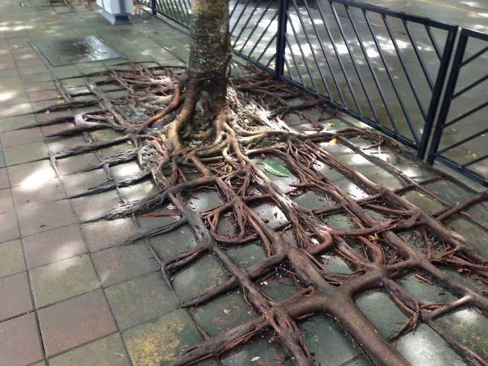These Roots Grew Around The Sidewalk Blocks