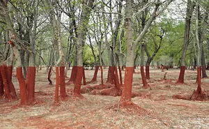 166 Incredible Photos You Won't Believe Are Not Photoshopped