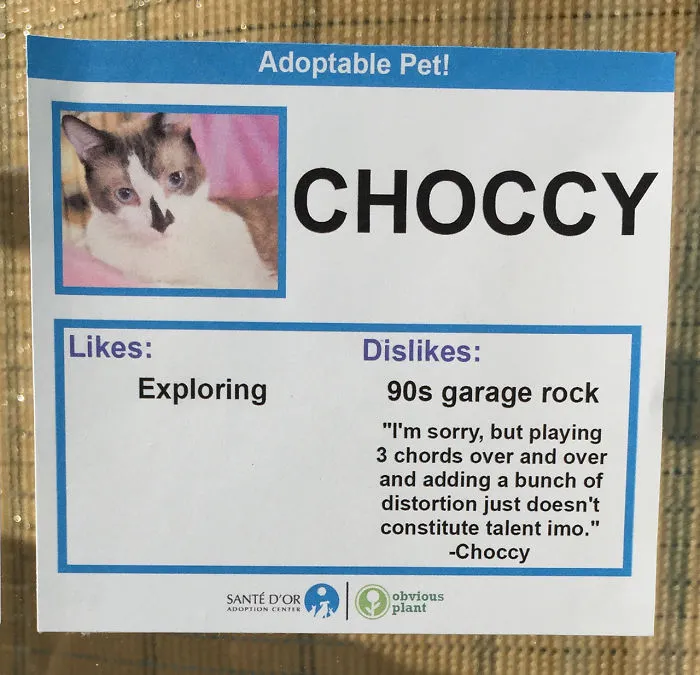 I Gave These Cats Bizarre Likes And Dislikes To Help Get Them Adopted