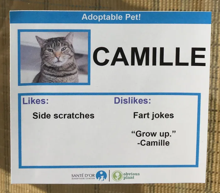 I Gave These Cats Bizarre Likes And Dislikes To Help Get Them Adopted