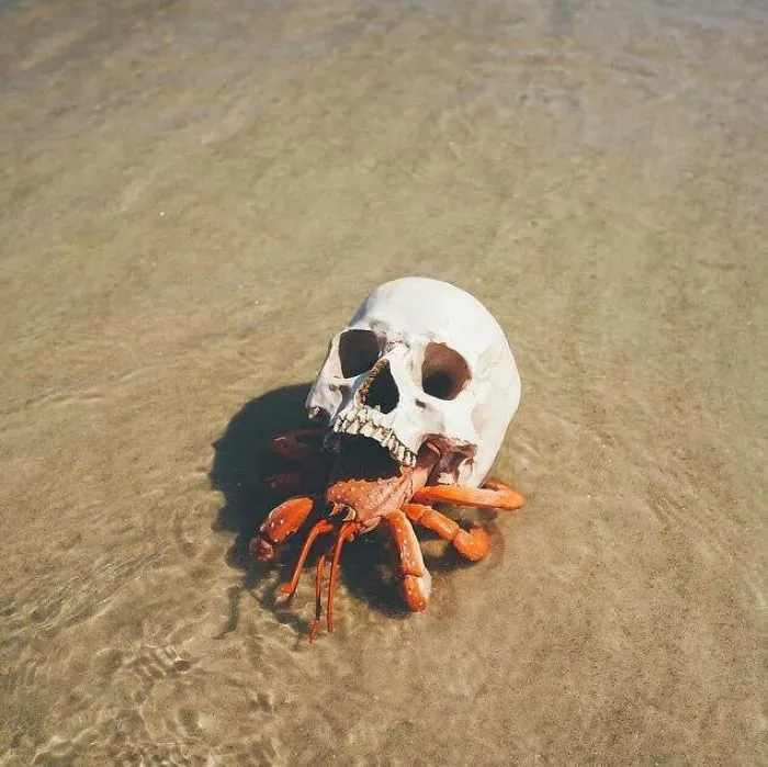 Cangrejo ermitaño usando una calavera como concha