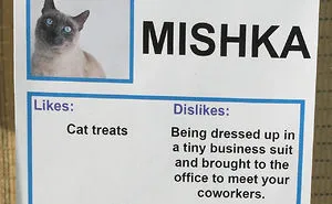 I Gave These Cats Bizarre Likes And Dislikes To Help Get Them Adopted