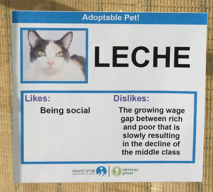 I Gave These Cats Bizarre Likes And Dislikes To Help Get Them Adopted