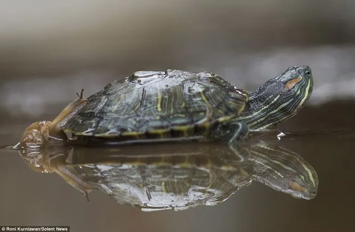Sneaky Snail Creeps Up On Turtle Relaxing In Water