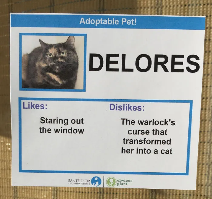I Gave These Cats Bizarre Likes And Dislikes To Help Get Them Adopted