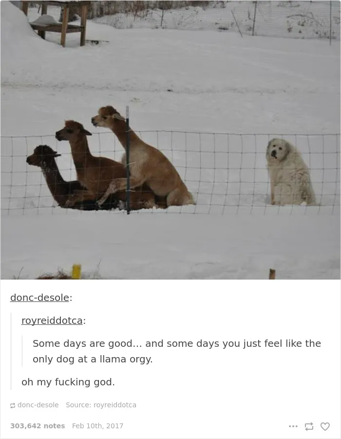 The Lonely Dog