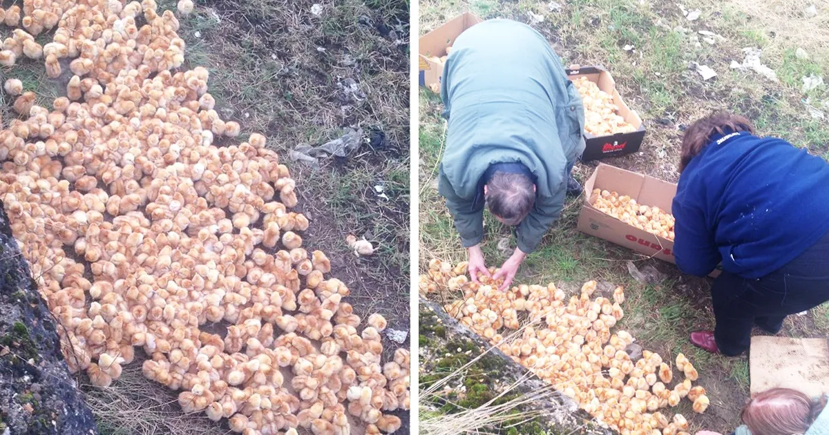 Encuentran 1000 pollitos tirados en un campo, abandonados para morir