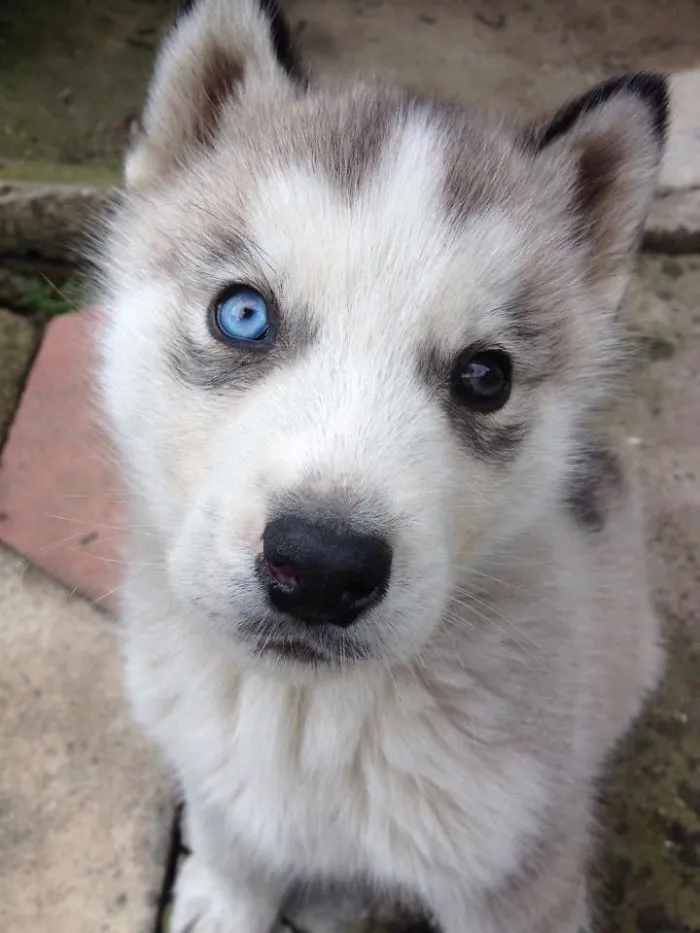 Little Hachi ^^
