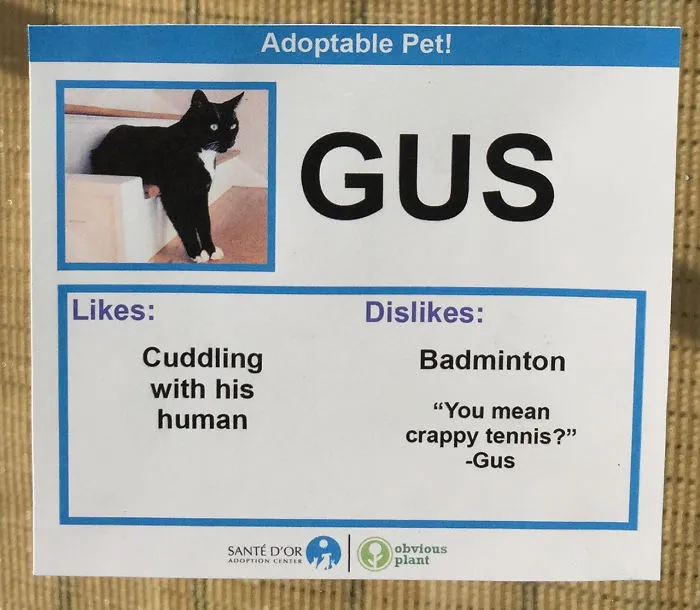 I Gave These Cats Bizarre Likes And Dislikes To Help Get Them Adopted