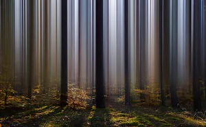 Forest Curtain