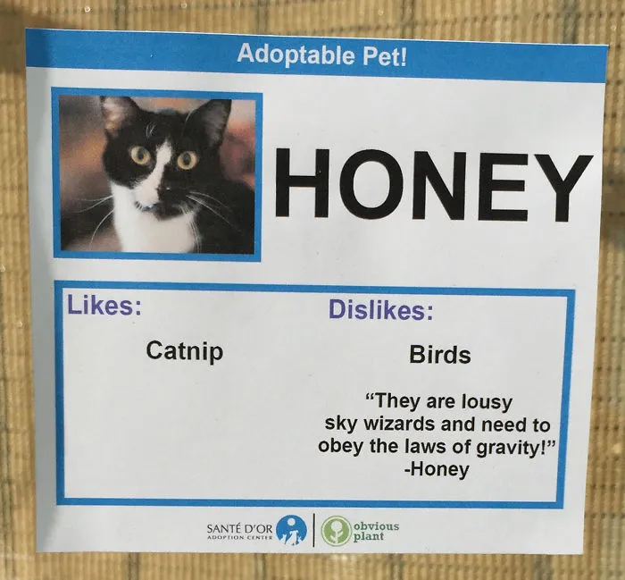 I Gave These Cats Bizarre Likes And Dislikes To Help Get Them Adopted