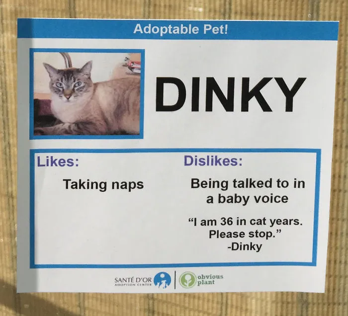 I Gave These Cats Bizarre Likes And Dislikes To Help Get Them Adopted
