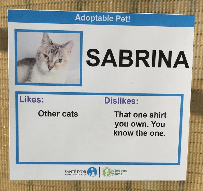 I Gave These Cats Bizarre Likes And Dislikes To Help Get Them Adopted