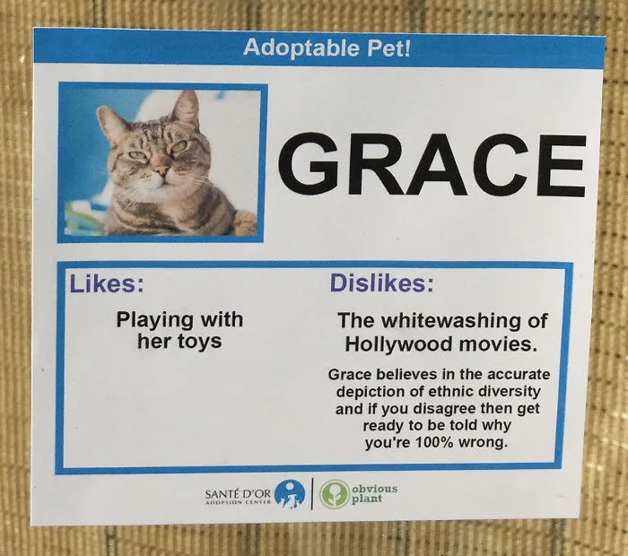 I Gave These Cats Bizarre Likes And Dislikes To Help Get Them Adopted