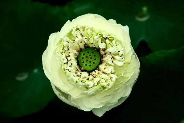 White Lotus