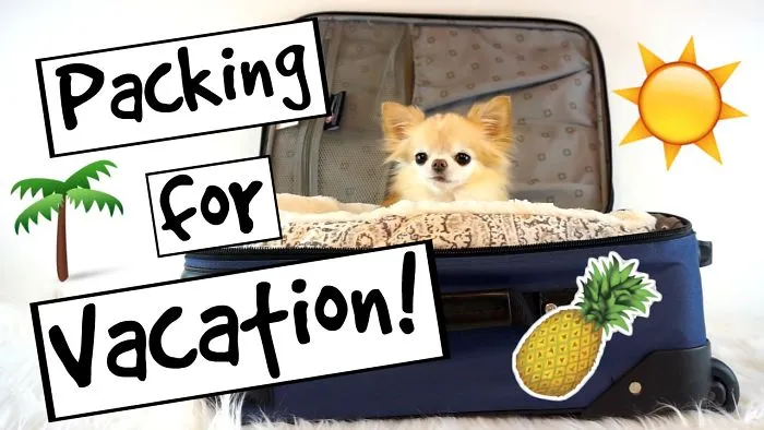 Cute Chihuahua Packing For Vacation
