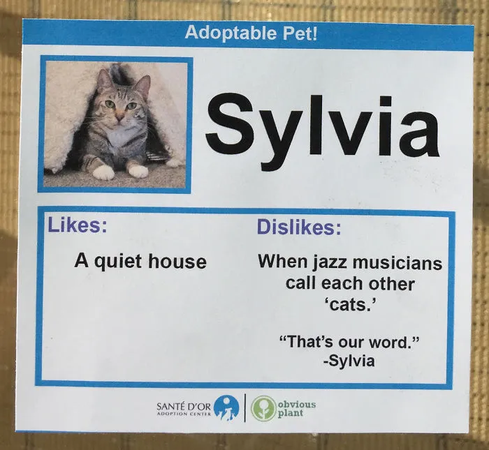 I Gave These Cats Bizarre Likes And Dislikes To Help Get Them Adopted