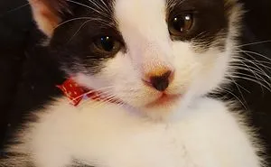 Absolutely Purrrrfect!