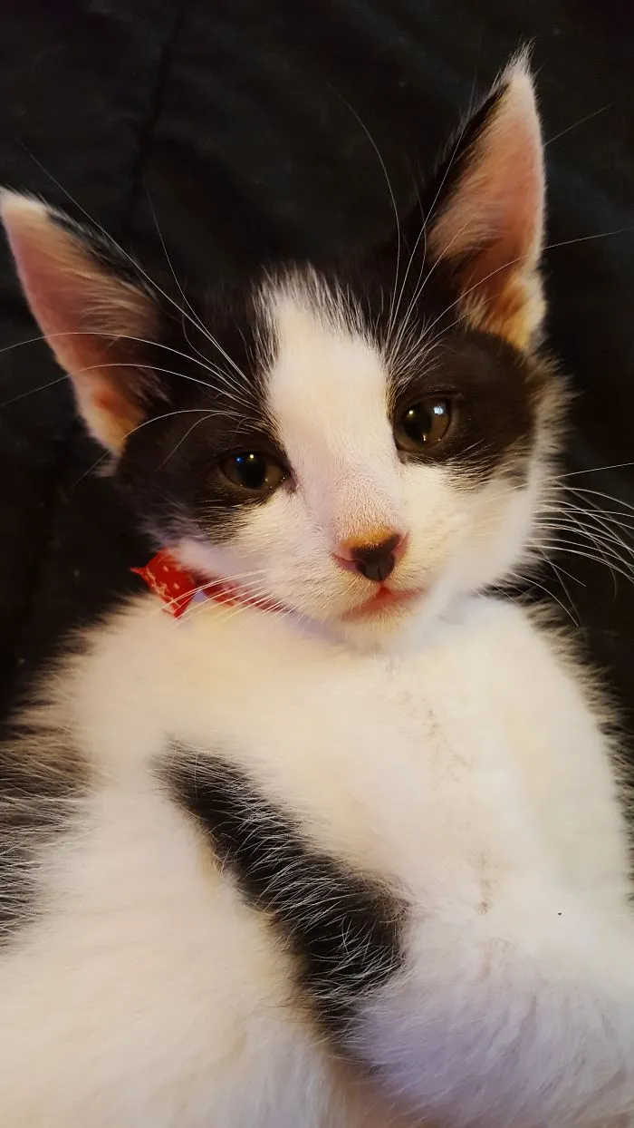 Absolutely Purrrrfect!