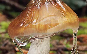 Cortinarius Vanduzerensis