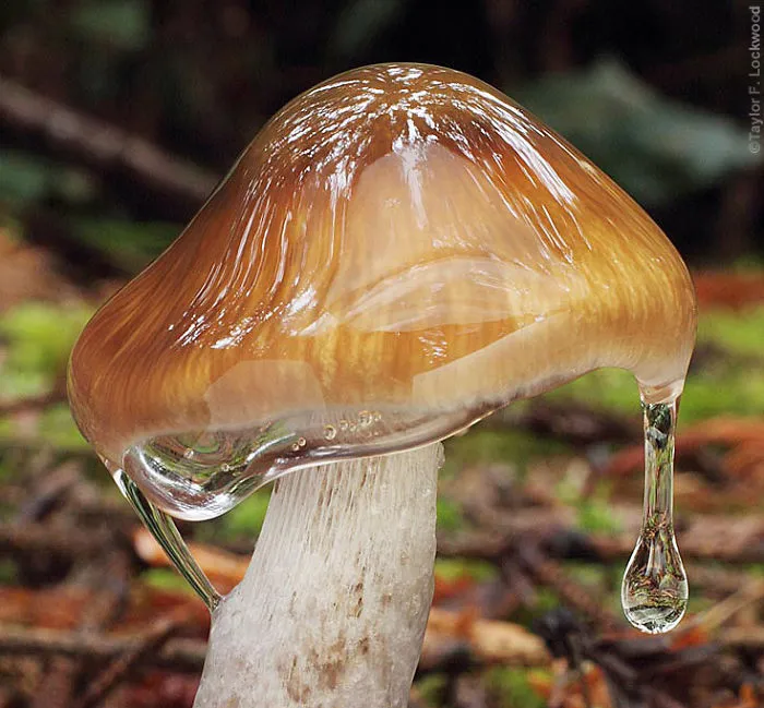 Cortinarius Vanduzerensis