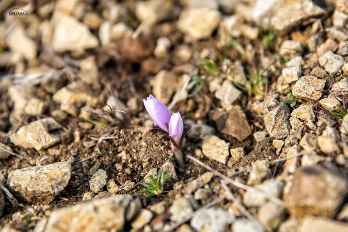 Spring Is Comming