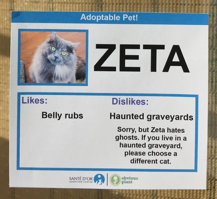 I Gave These Cats Bizarre Likes And Dislikes To Help Get Them Adopted