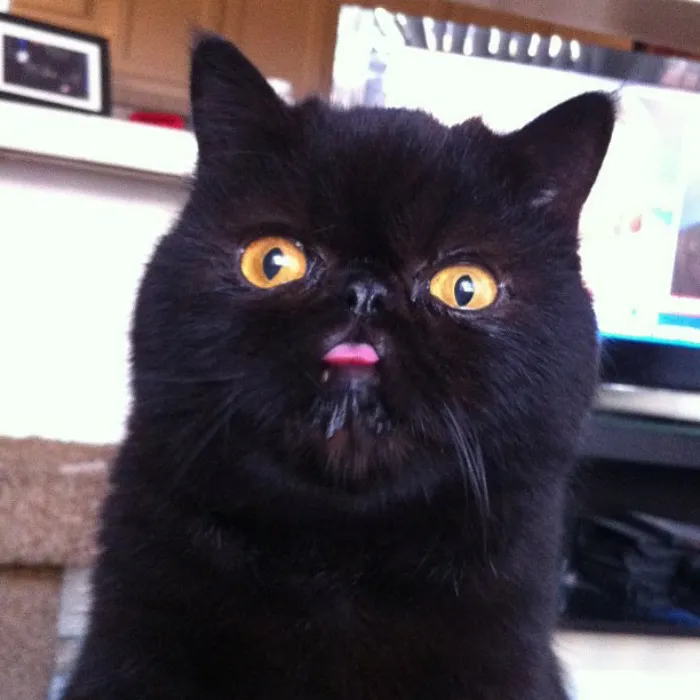 175 Of The Most Adorable Animal Mlems" Ever"