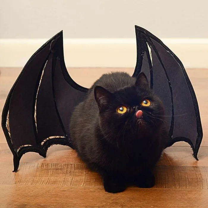 10+ Adorables animales sacando la lengua