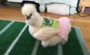 This Chicken In A Tutu Dress Is The Most Adorable Therapy Pet Ever
