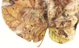 For The Last Two Years, I Have Been Painting Leaves That Tell A Story